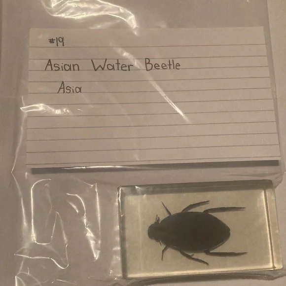 Asian water beetle - Picture 1 of 1